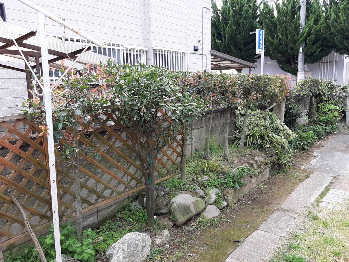 立木の剪定(施工後)