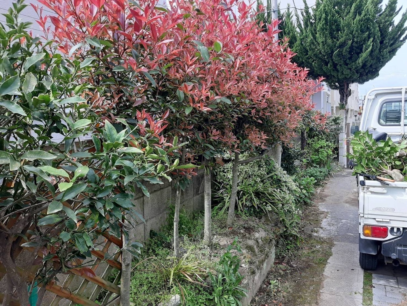 立木の剪定(施工前)
