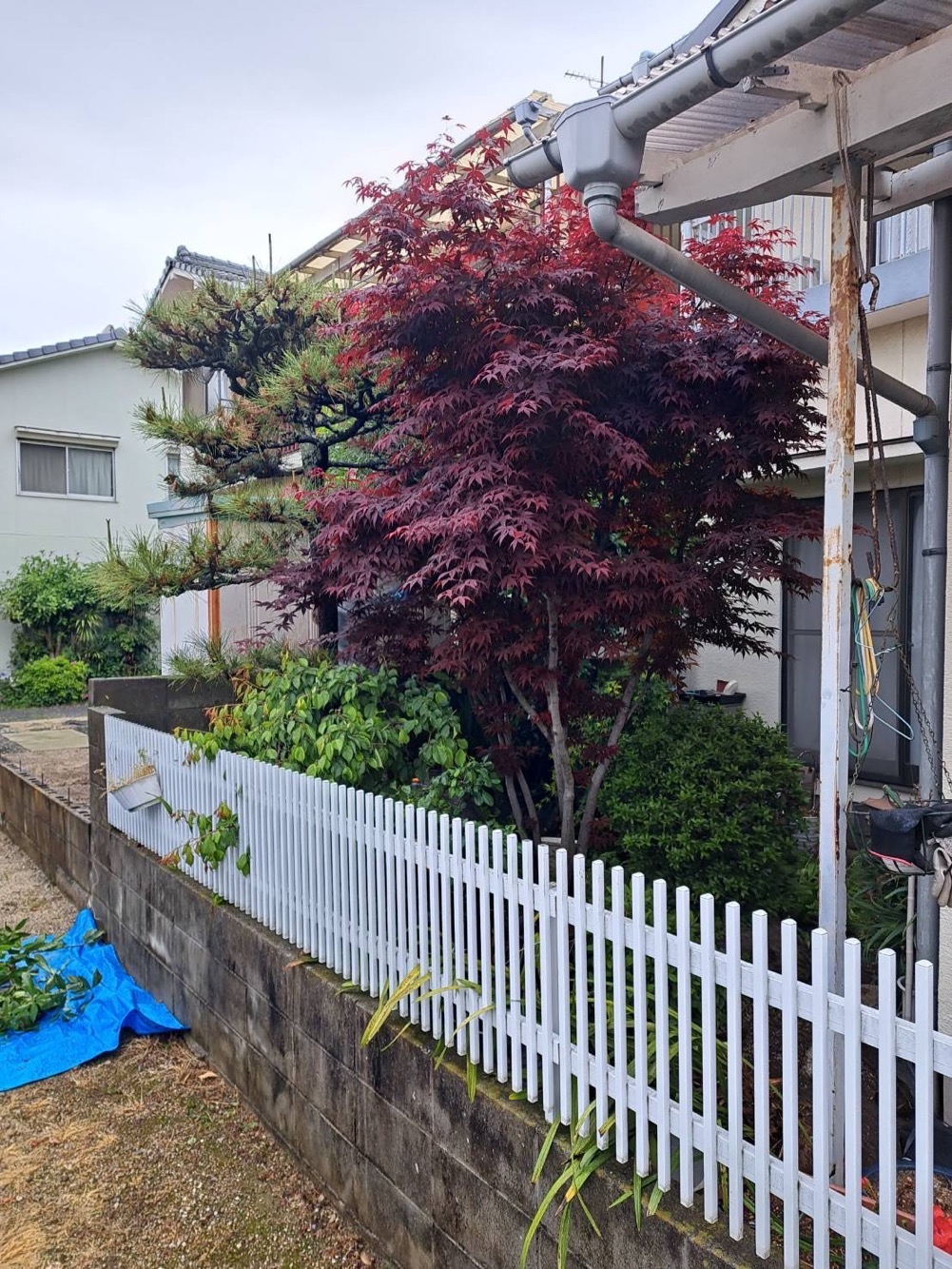 立木の剪定(施工前)